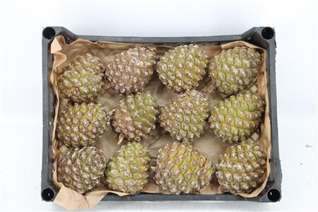 Pinea Groot X12 Crate