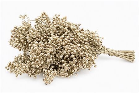 Schinus M Pt Platinum Bunch