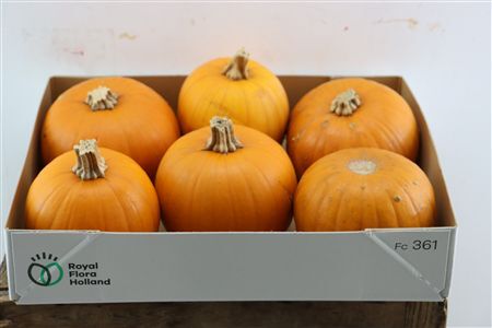 Sier Cuc P Maxima Halloween X6
