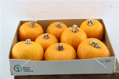 Sier Cuc P Maxima Halloween X9