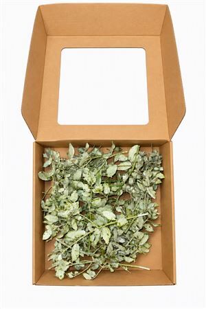 Steeneik Wax Olive Green Per Box