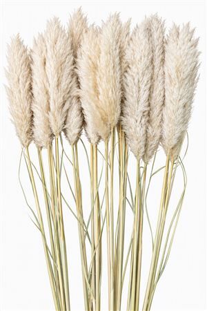 Dried Cortaderia Evita Nat 5 Pcs Bunch
