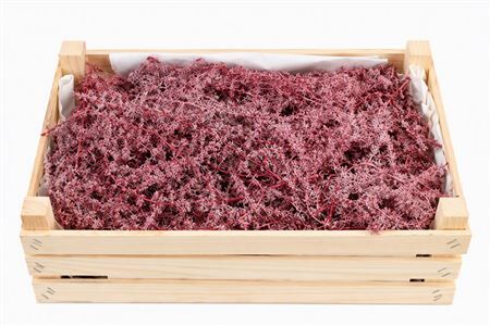 Wax Asparagus Bordeaux Red Per Box