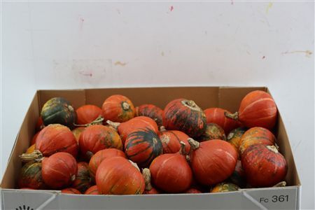Sier Cuc P Turks Turban Mix X40