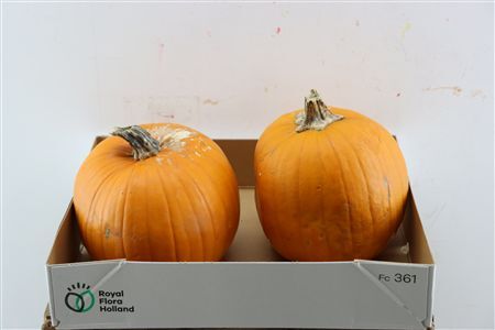 Sier Cuc P Maxima Halloween X2