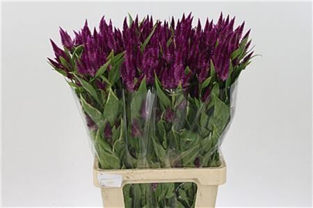 Cel A Celway Purple