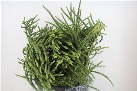Araucaria Araucana P Bunch