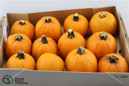 Sier Cuc P Maxima Halloween X12