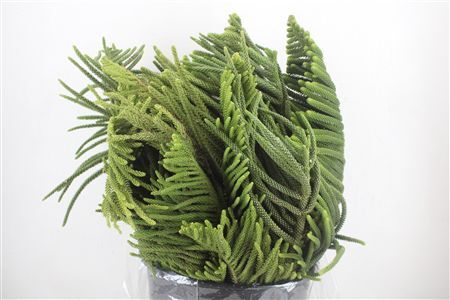 Araucaria Araucana P Bunch
