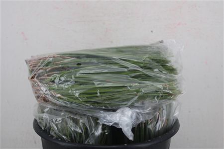 Dennen Needles Green P Bag