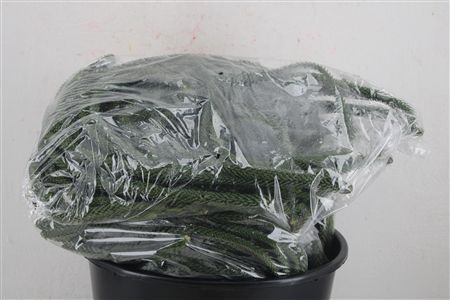 Araucaria Naturel P Bag