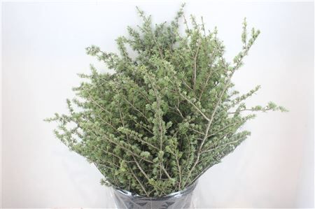 Ceder 300gr P Bunch