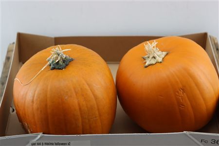 Sier Cuc P Maxima Halloween X2