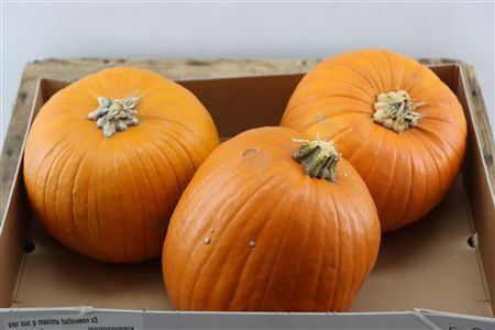 Sier Cuc P Maxima Halloween X3