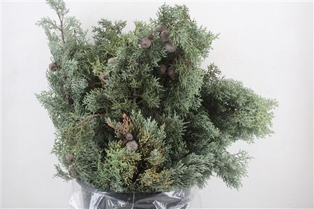 Cypresse Nuts Blue P Bunch