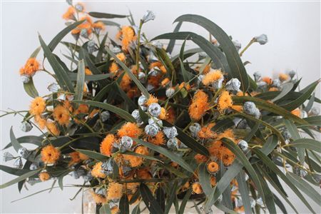 Euca Boule Flower Orange P Bunch