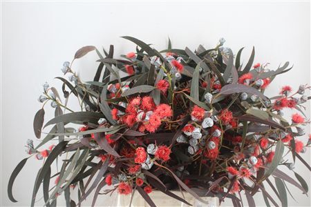 Euca Boule Flower Red P Bunch