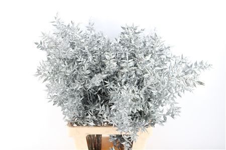 Pres Ruscus Gl Zilver P Stem