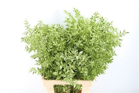 Pres Ruscus Gl Green P Stem
