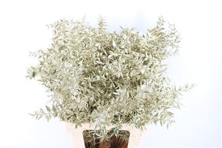 Pres Ruscus Gl Platina P Stem