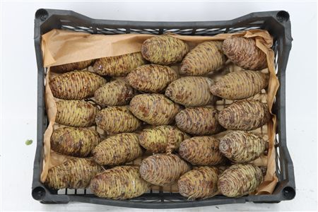 Pinea Ceder Cone X25