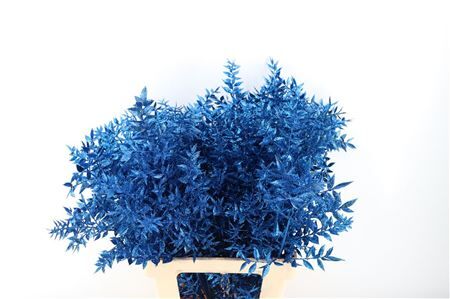 Pres Ruscus Gl Blue P Stem