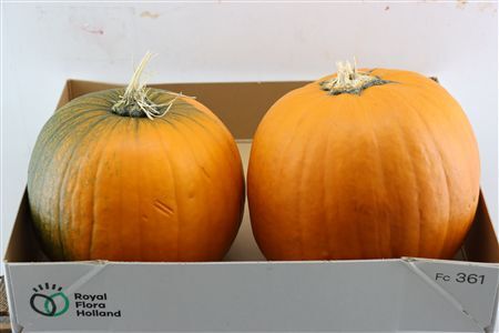 Sier Cuc P Maxima Halloween X2