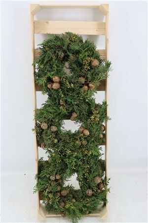 Wr Cypresse Exotica Berry 30cm