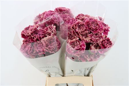 Di St Merletto Purple