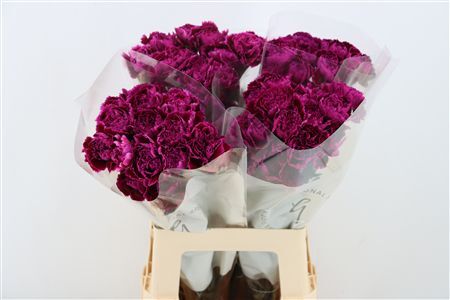 Di St Nobbio Violet