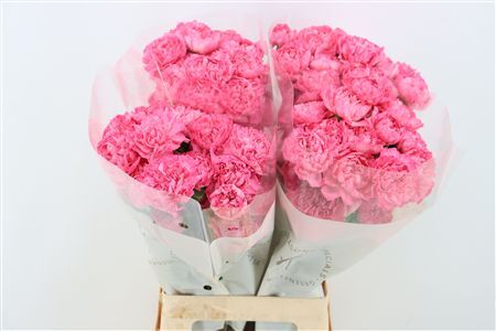 Di St Pink Pixel