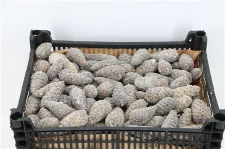 Wax Pinea Gl Mini Naturel X125