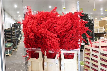 Sprengerie Wild Snow Red P Stem