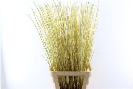 Cornus Paint Gold Stem