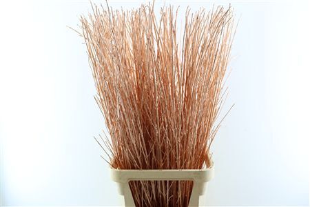 Cornus Paint Copper Stem