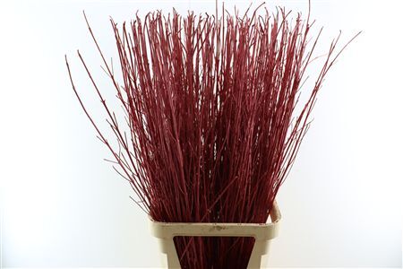Cornus Paint Metallic Red Stem