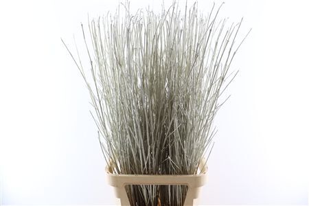 Cornus Paint Platinum Stem