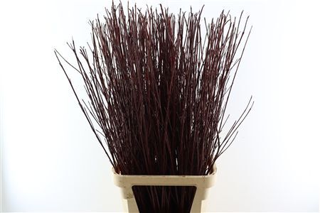 Cornus Paint Metallic Bordeaux Stem