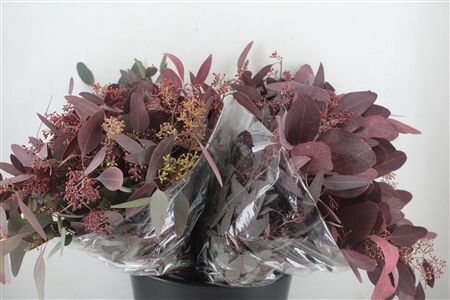 Euca Populus Berry Short Abs Red 150g Pbs