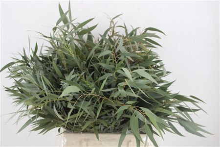 Euca Nicoly Short 150gr P Bunch