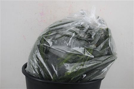 Araucaria Naturel P Bag