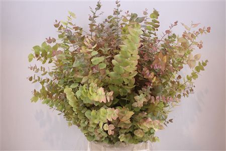 Euca Stuartiana Autumn P Bunch