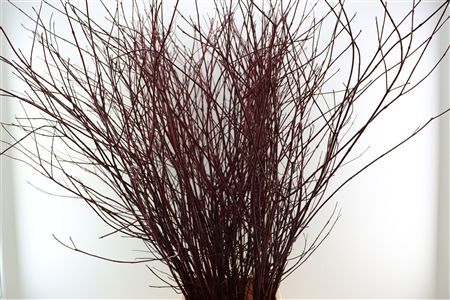 Cornus Alba Sibirica Vertakt