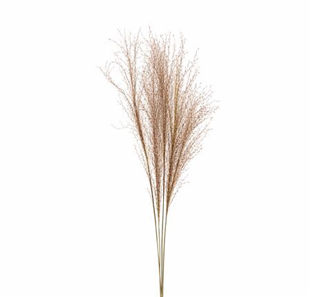 Dried Silvergrass Natural 5pc Bunch