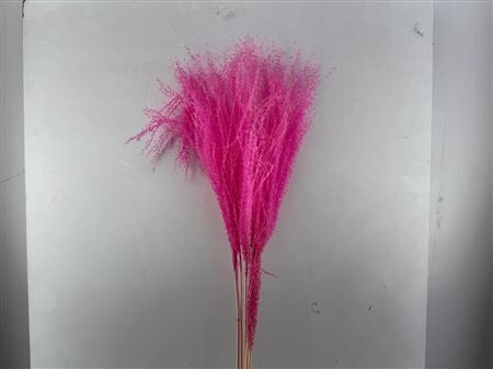 Dried Silvergrass Lightpink 5pc Bunch