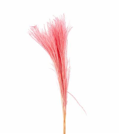 Dried Silvergrassl Cerise 5pc Bunch