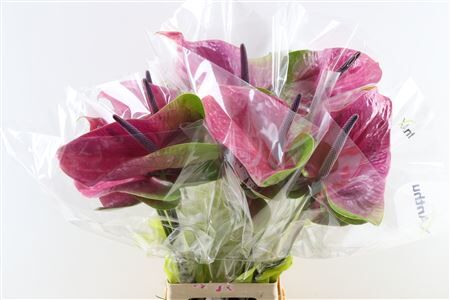 Anth A Rembrandt Purple