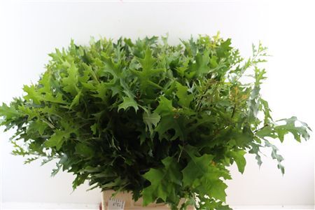 Quercus Palustris