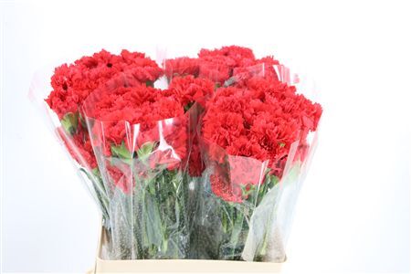 Di St Arona Red