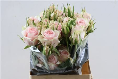 R Gr Victorian Pink